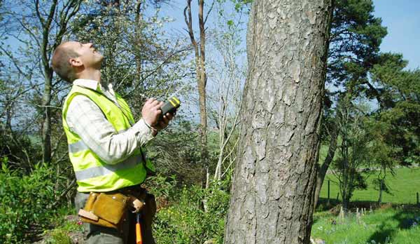 tree-inspection-by-level-5-arborist.jpg