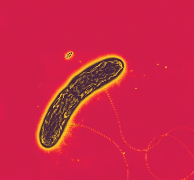 geobacter-metallireducens.jpg