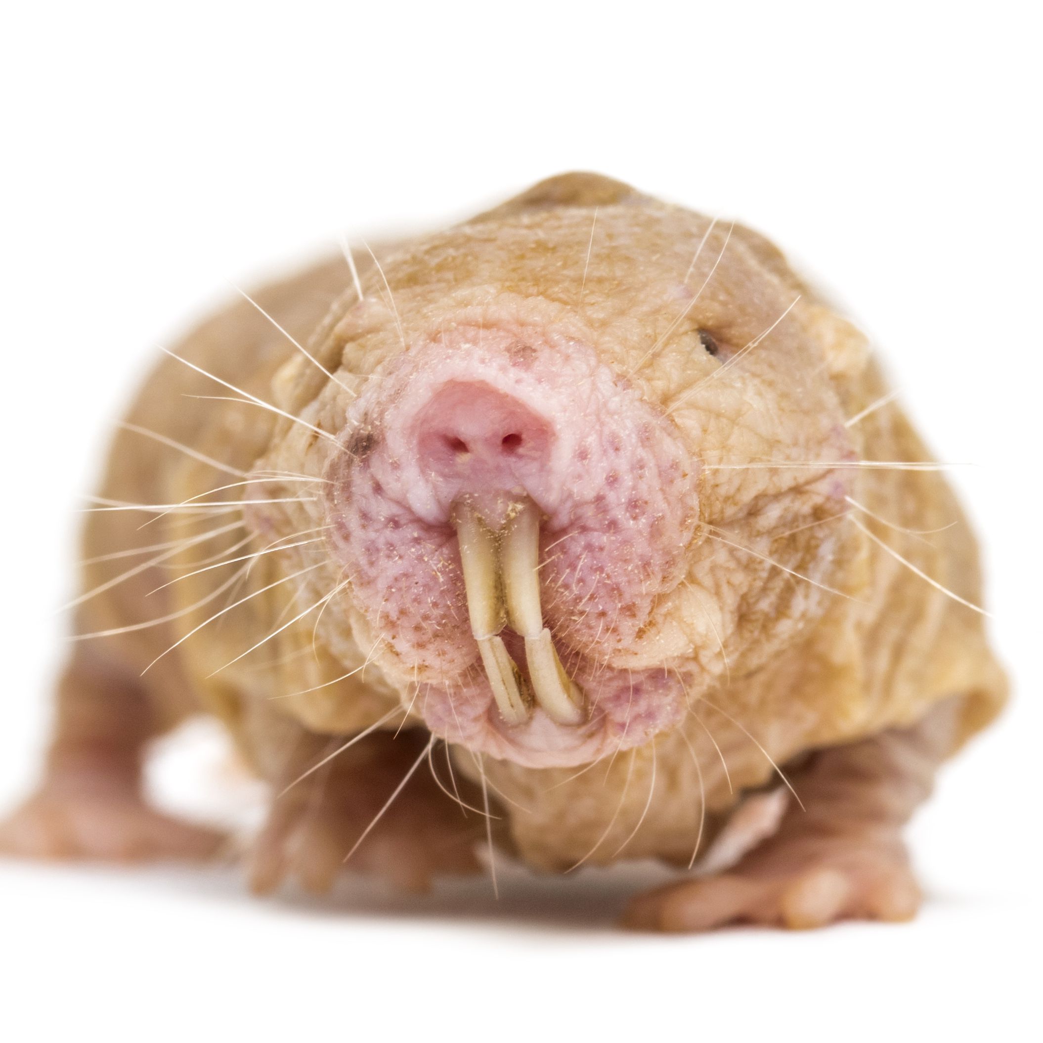 front-view-of-a-naked-mole-rat--hairless-rat--isolated-on-wihte-1217836531-d37383c5a6b244dfbf079a57abc7f424.jpg